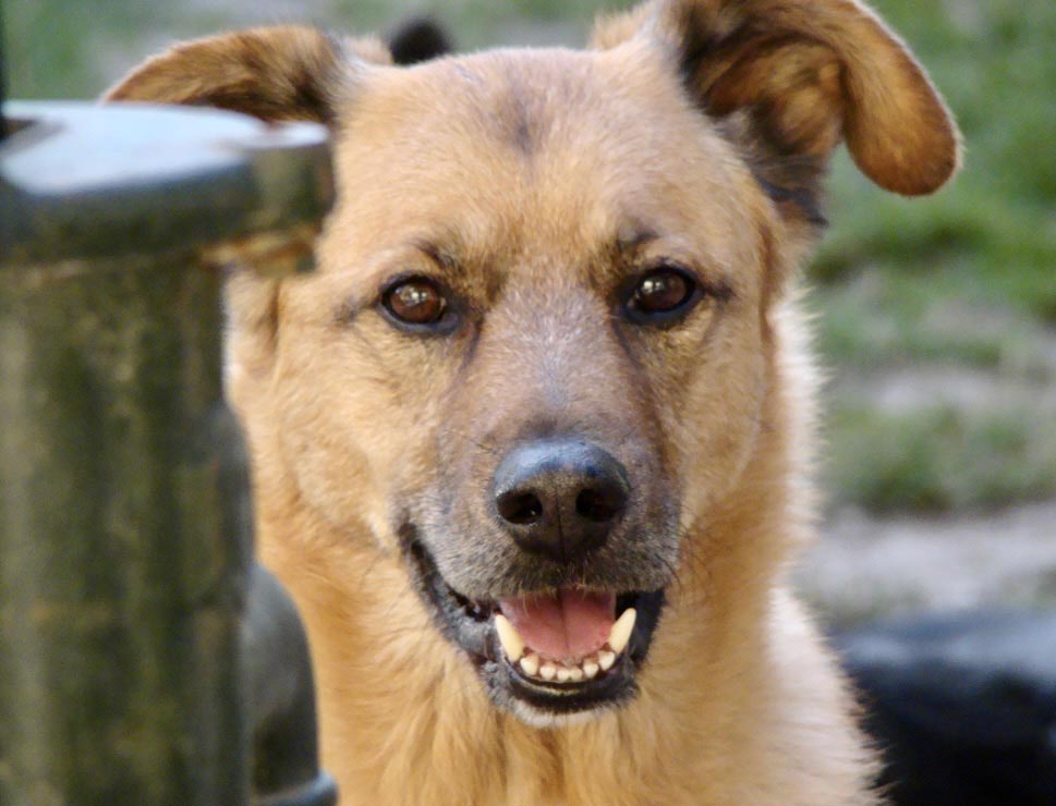 hundetraining ulrike karl
