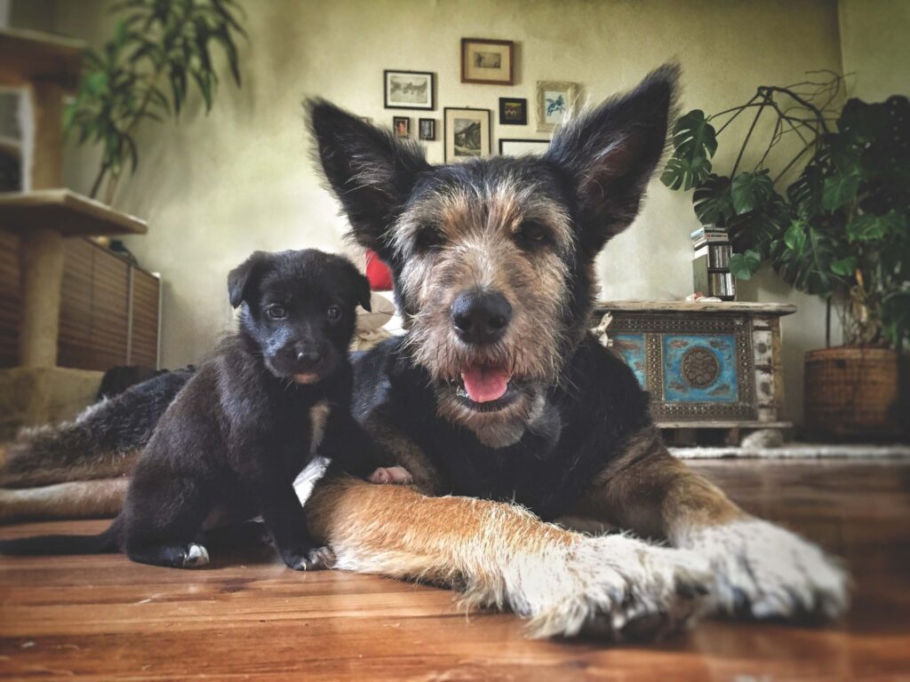 Mutterhündin mit großen Stehohren und ihrem Welpen, der neben ihr sitzt.