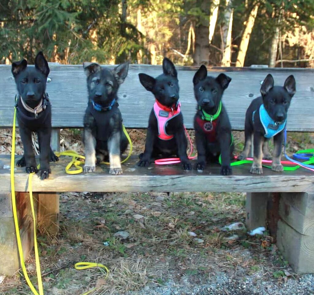 Fünf Welpen auf einer Bank im Wald.