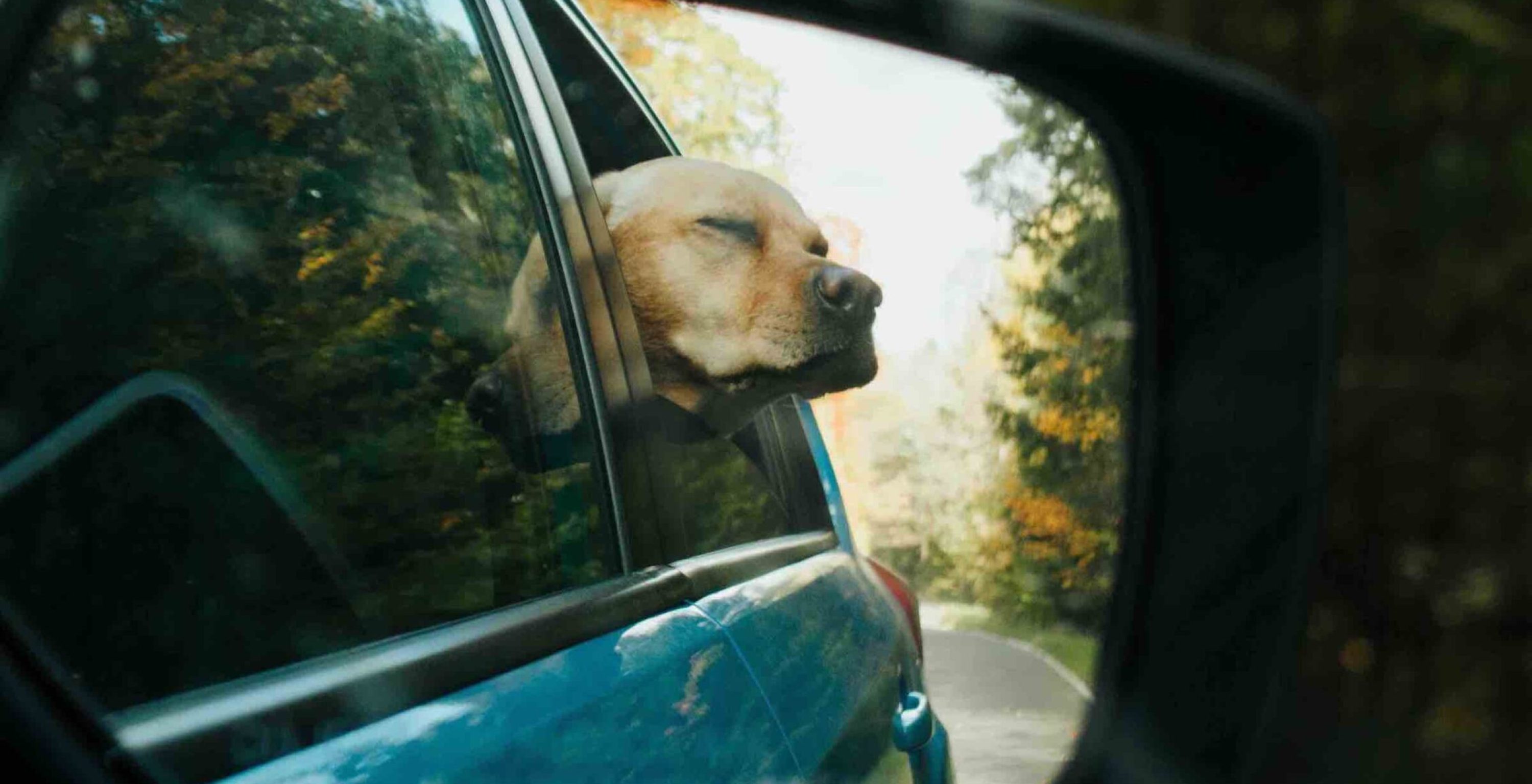 Labrador Retriever guckt aus dem Autofenster am Weg zum Hundetraining.